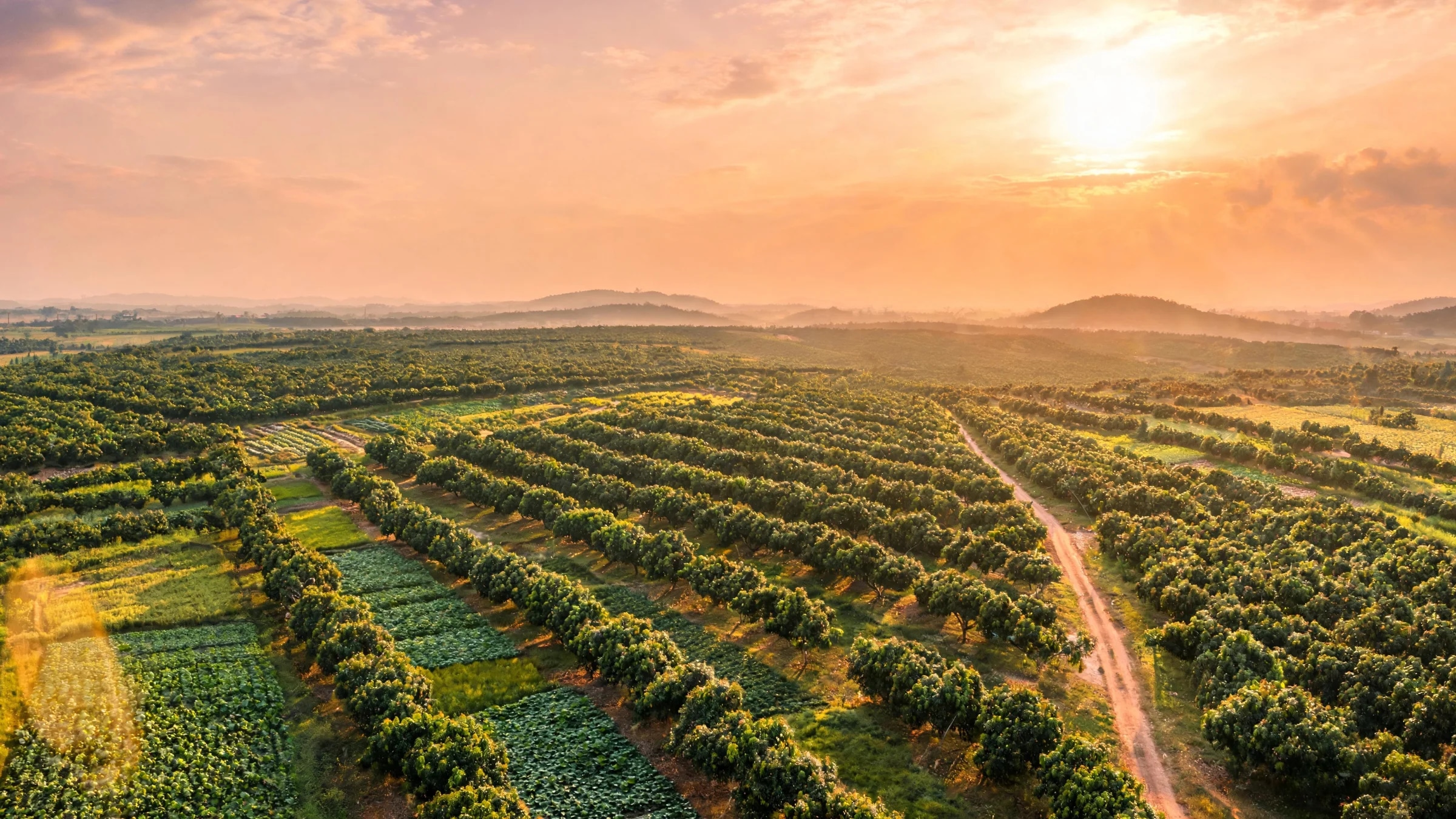 Aerial of NBAFL orchards at golden hour