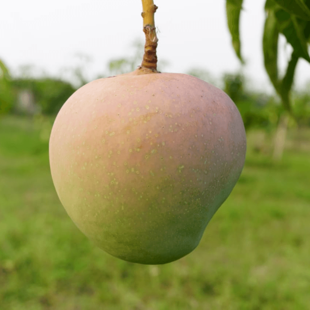 Apple Mango - NBAFL