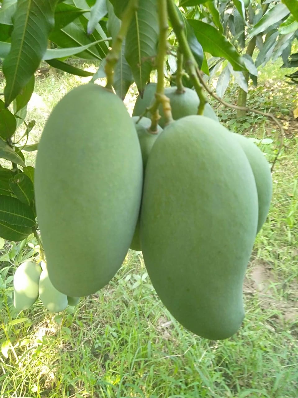 Non Bagging Amrapali Mango