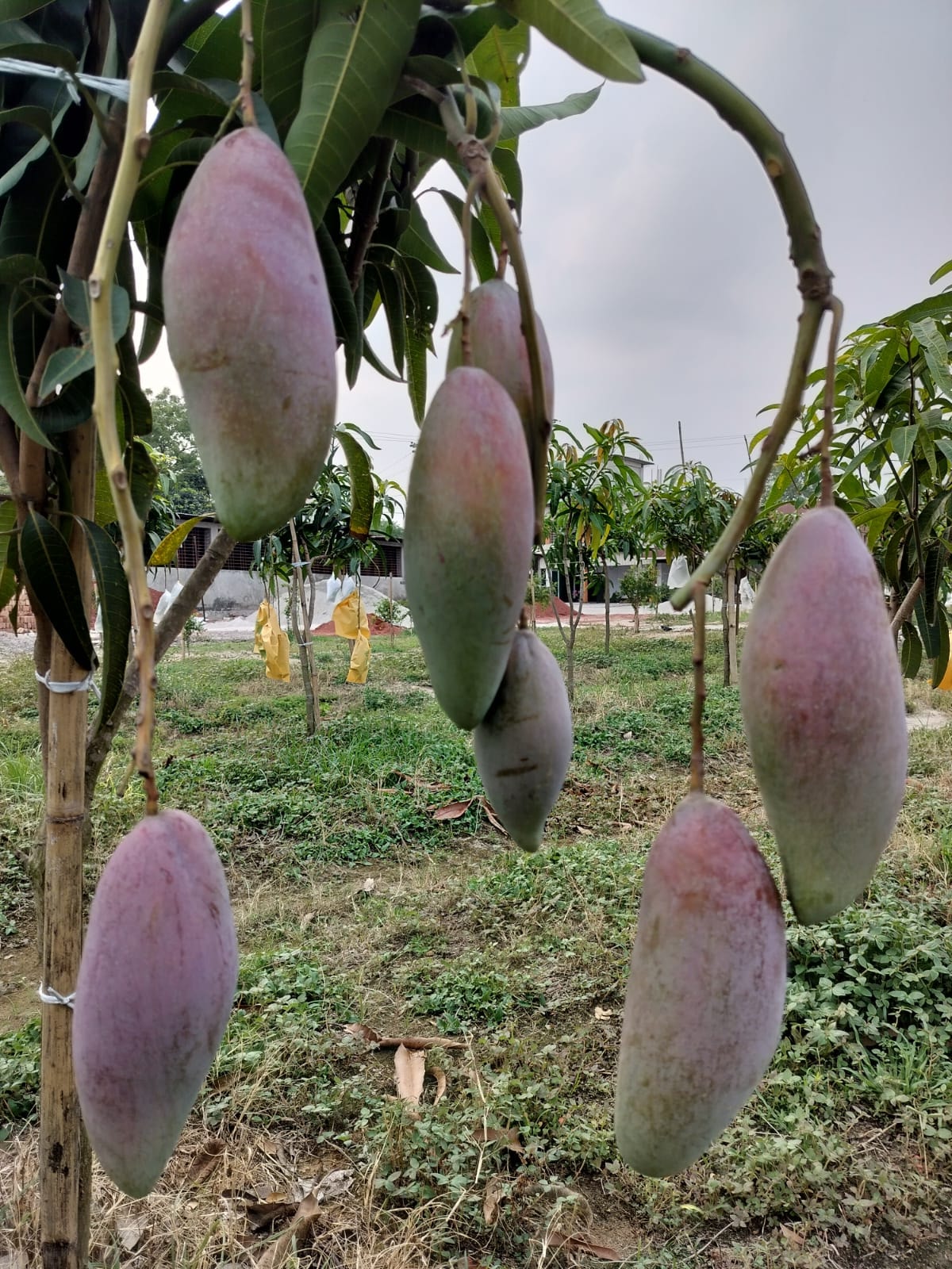 Red Ivory Mango
