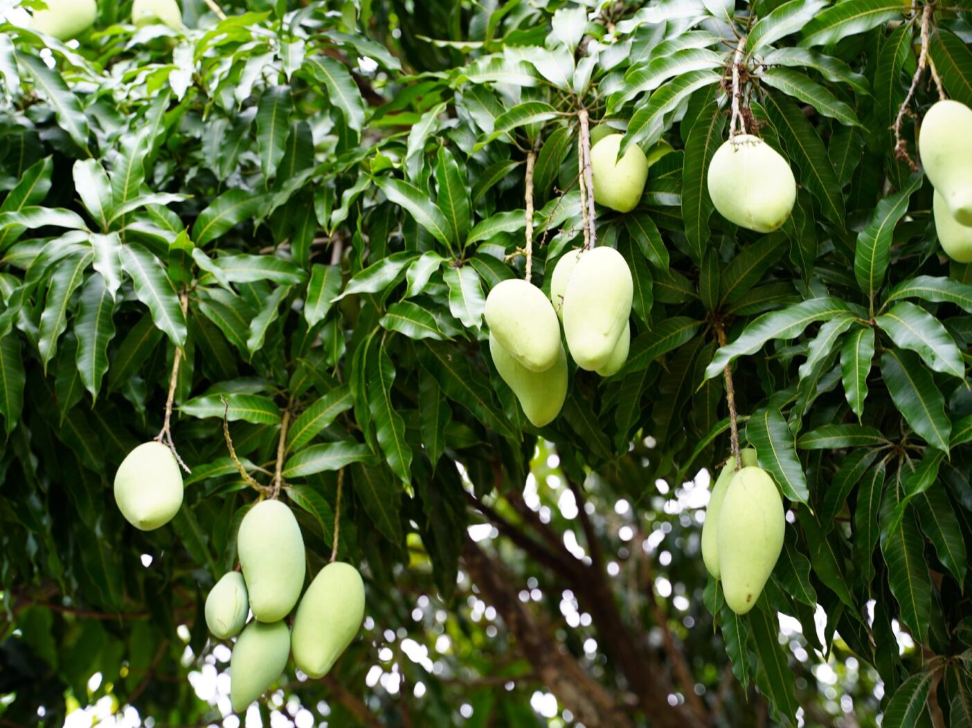 North Bengal Agro Farms Ltd: Pioneering Excellence in Organic Mango Supply