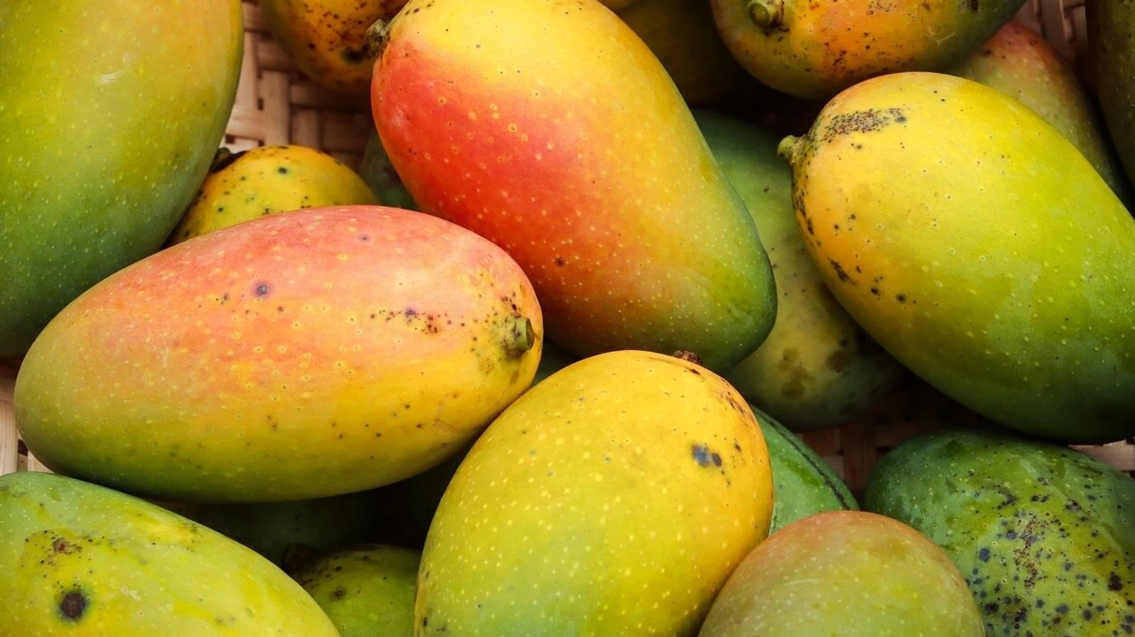 North Bengal Agro Farms Ltd: Pioneering Excellence in Organic Mango Supply